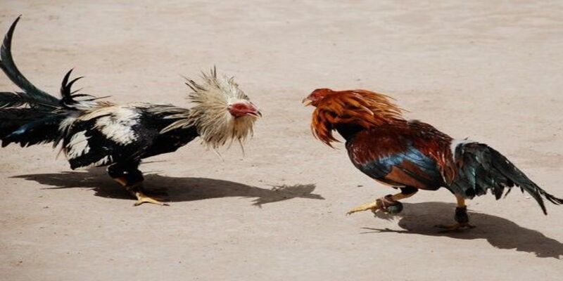 Khi chiến kê bỏ chạy hay gục tại chỗ sẽ kết thúc trận đấu ngay lập tức